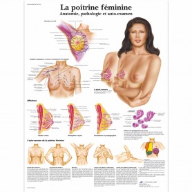 Planches Anatomiques Poitrine féminine 
