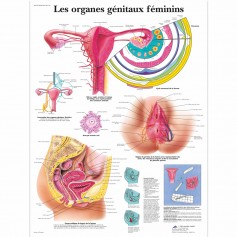 Planche Anatomique Organe génitaux féminin