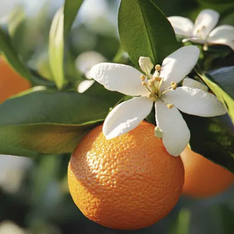 Nettoyant multi-surfaces Savon Noir 1L - CAROLIN