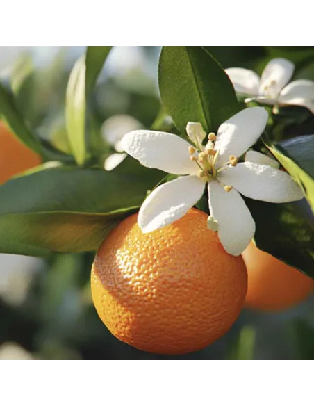 Nettoyant multi-surfaces Savon Noir 1L - CAROLIN