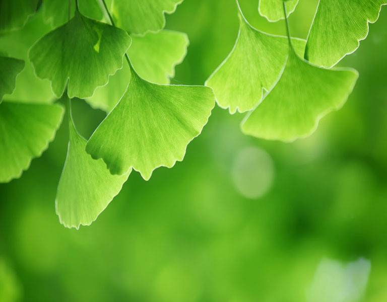 Tout savoir sur le Ginkgo Biloba